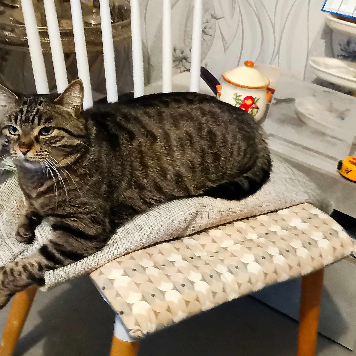 Bibicha participe au concours pour gagner de l'argent avec cette photo : animal, cat, chair, comfort, cushion, decor, domestic, feline, fur, furniture, household, indoor, kitchen, paw, pet, relaxed, resting, striped, tabby, table