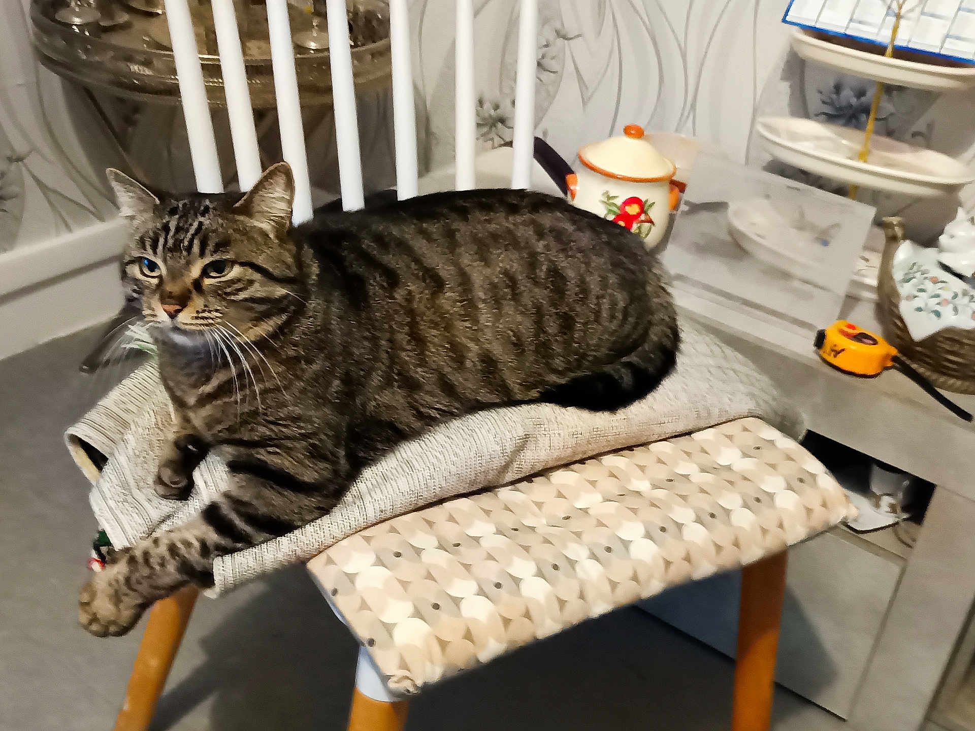 Bibicha participe au concours pour gagner de l'argent avec cette photo : cat, tabby, chair, cushion, indoor, pet, feline, paw, relaxed, fur, striped, domestic, animal, kitchen, table, decor, household, resting, comfort, furniture