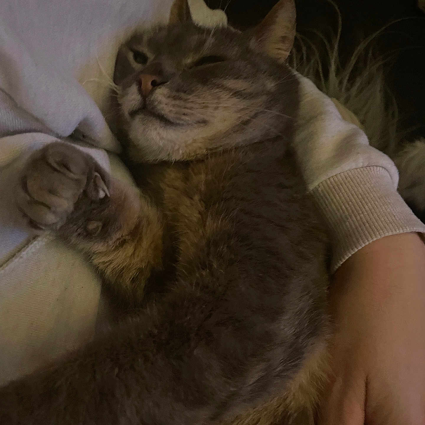 Berlioz participe au concours pour gagner de l'argent avec cette photo : animal, arm, casual, cat, claw, closeup, comfort, cozy, domestic, feline, fur, human_hand, indoor, pet, relaxed, resting, sleepy, tabby, warm_lighting, whiskers