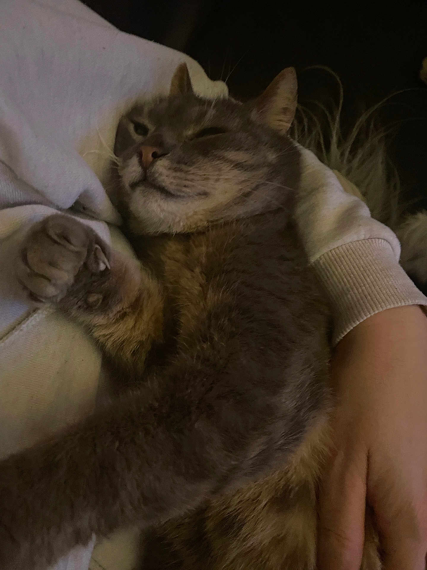 Berlioz participe au concours pour gagner de l'argent avec cette photo : cat, tabby, pet, animal, feline, relaxed, cozy, indoor, human_hand, arm, sleepy, fur, whiskers, claw, comfort, resting, casual, domestic, closeup, warm_lighting