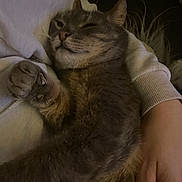 Hermione participe au concours pour gagner de l'argent avec cette photo : cat, tabby, pet, animal, feline, relaxed, cozy, indoor, human_hand, arm, sleepy, fur, whiskers, claw, comfort, resting, casual, domestic, closeup, warm_lighting