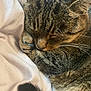 animal, blanket, cat, close_up, cozy, cute, domestic, feline, fur, indoor, mammal, nap, paw, pet, relaxation, resting, sleeping, soft, tabby_cat, whiskers