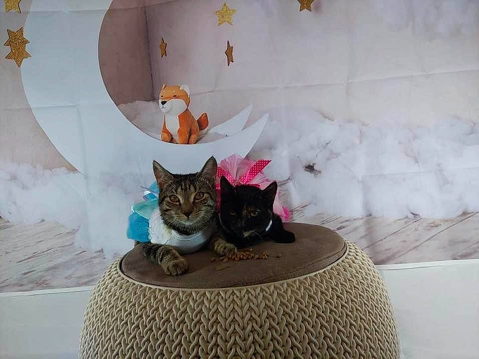 Jiji is registered to the contest to win money with this photo: bed, bedding, bedroom, black_cat, carnivore, cat, comfort, curtain, felidae, floor, flooring, grey, house, linens, plant, small_to_medium_sized_cats, tail, textile, tree, whiskers