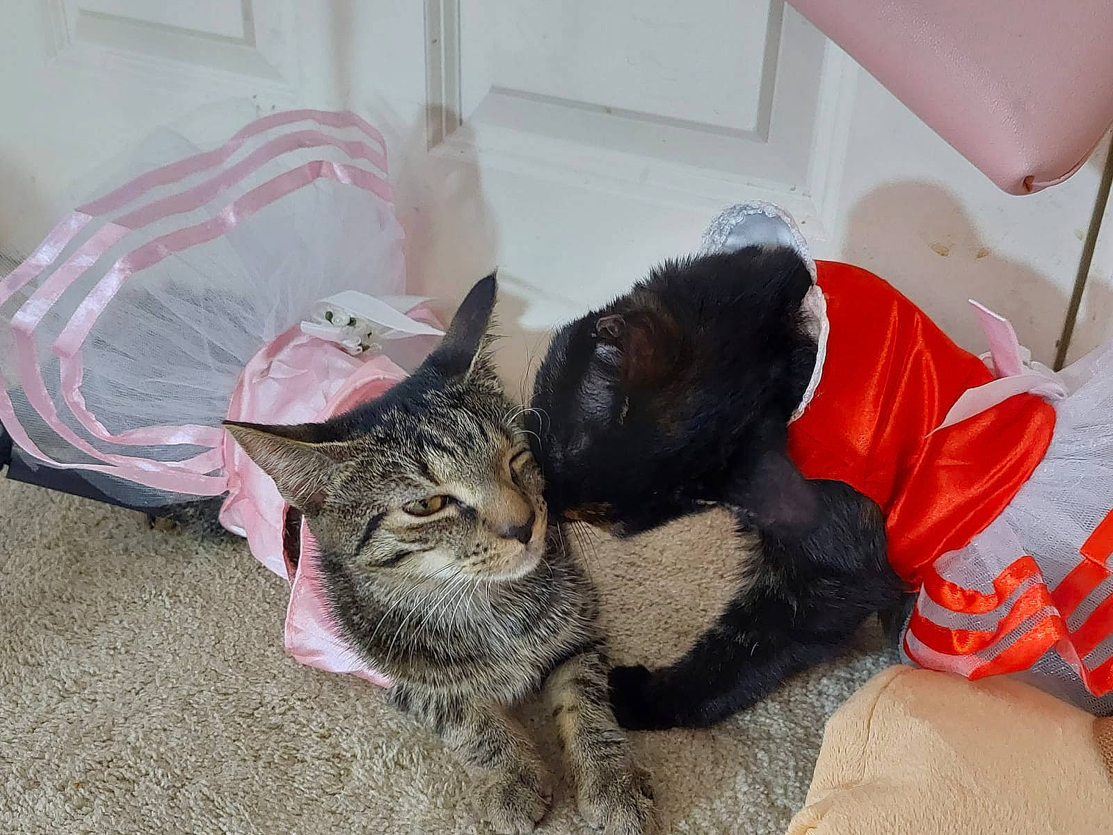 Jiji is registered to the contest to win money with this photo: carnivore, cat, claw, comfort, dog_breed, domestic_short_haired_cat, felidae, fur, grass, nap, paw, sand, sleep, small_to_medium_sized_cats, snout, tail, terrestrial_animal, whiskers