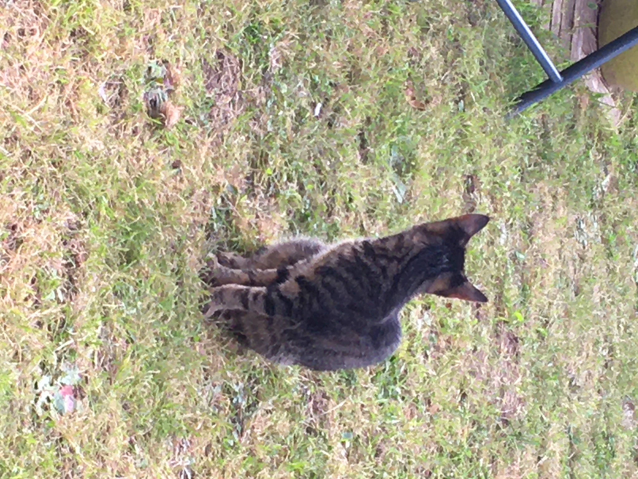 Kiki is registered to the contest to win money with this photo: canidae, carnivore, cat, dog_breed, domestic_short_haired_cat, felidae, fur, grass, plant, small_to_medium_sized_cats, soil, sporting_group, tail, terrestrial_animal, whiskers