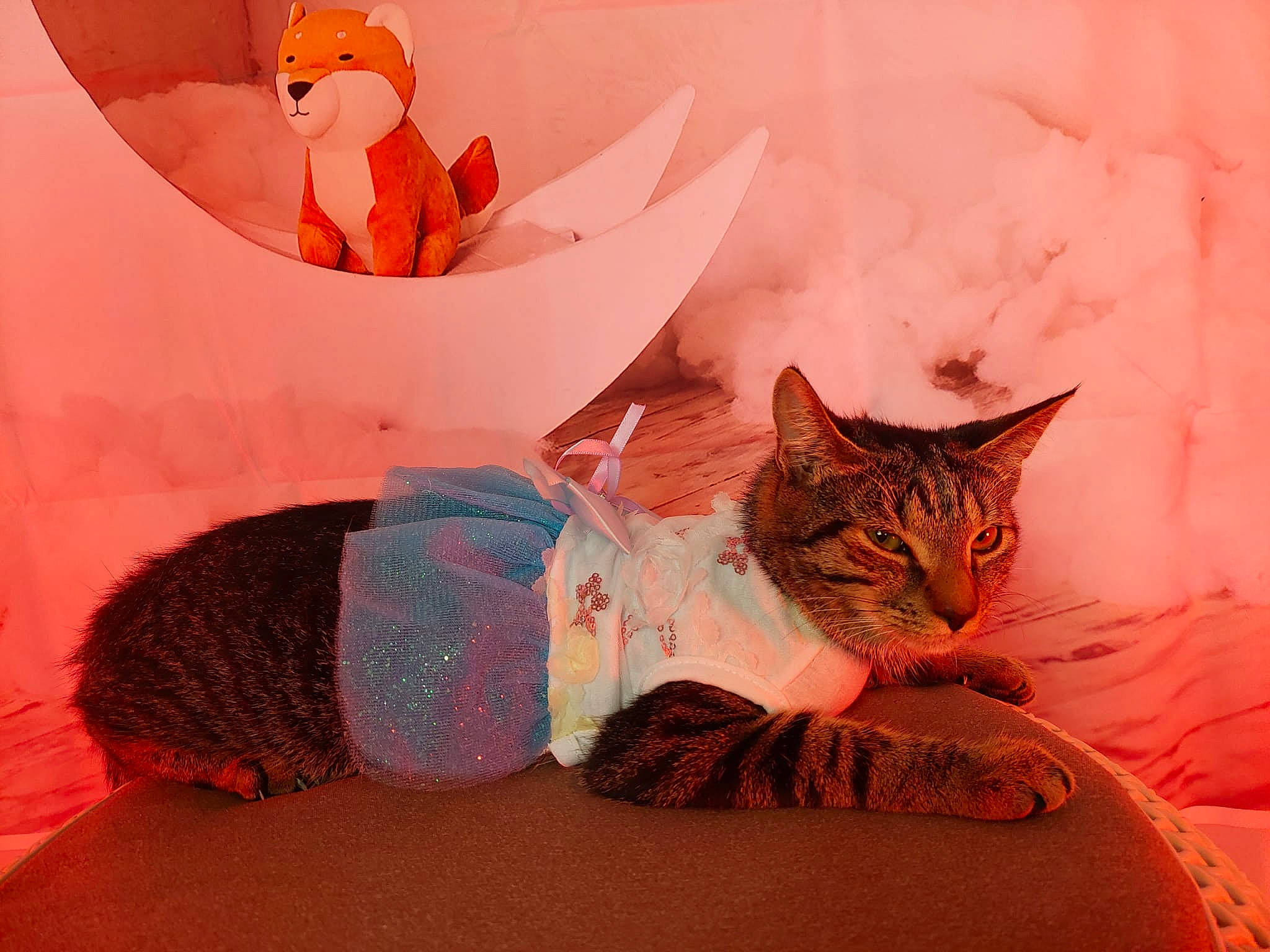 Kiki is registered to the contest to win money with this photo: bed, bedding, carnivore, cat, comfort, domestic_short_haired_cat, eye, fawn, felidae, fur, linens, mammal, orange, small_to_medium_sized_cats, stuffed_toy, tail, textile, toy, tree, whiskers