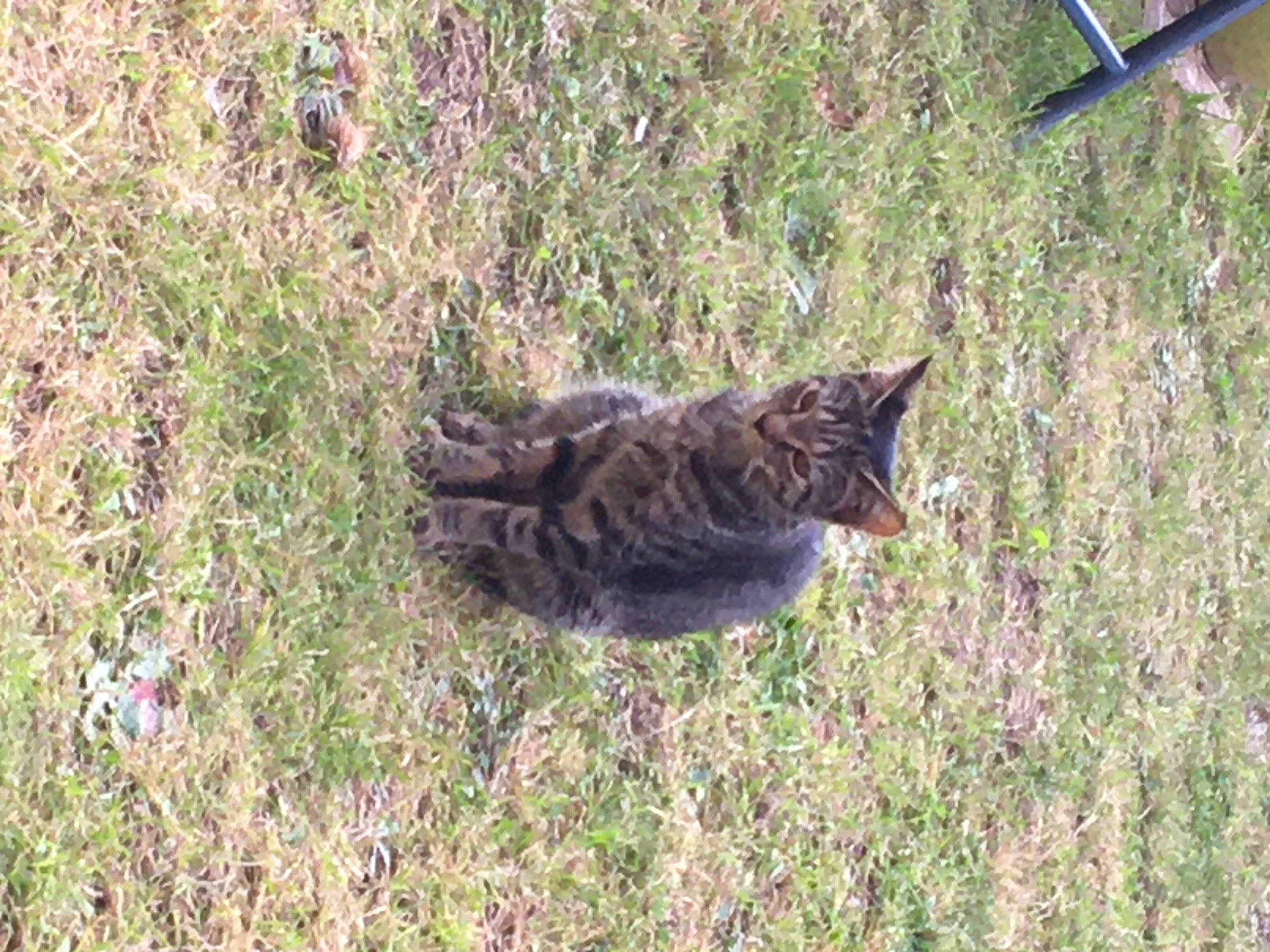 Kiki is registered to the contest to win money with this photo: canidae, carnivore, cat, domestic_short_haired_cat, felidae, fur, grass, lynx, plant, small_to_medium_sized_cats, soil, sporting_group, tail, terrestrial_animal, vertebrate, whiskers