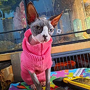 Magpie joined the competition — help win amazing prizes! sphynx_cat, hairless_cat, pink_sweater, cat, pet, indoor, colorful_blanket, gaming_console, charger, glass_tank, plants, ears, whiskers, animal, feline, cute, looking, sitting, closeup, domestic_animal