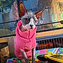 sphynx_cat, hairless_cat, pink_sweater, cat, pet, indoor, colorful_blanket, gaming_console, charger, glass_tank, plants, ears, whiskers, animal, feline, cute, looking, sitting, closeup, domestic_animal