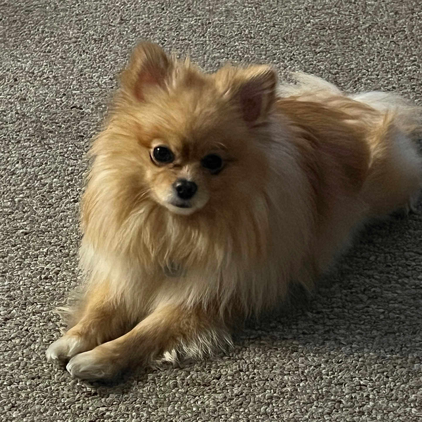 Lady is registered to the contest to win money with this photo: animal, canine, chihuahua, chow, cockerspaniel, dog, eskimodog, leash, papillon, pet, puppy, road, terrier