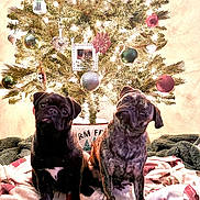 Chubbs is registered to the contest to win money with this photo: dog, pug, christmas_tree, ornaments, blanket, holiday, festive, cute, pet, indoor, decorations, lights, portrait, animal, two_dogs, sitting, head_tilt, tongue_out, cozy, warm