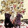dog, pug, christmas_tree, ornaments, blanket, holiday, festive, cute, pet, indoor, decorations, lights, portrait, animal, two_dogs, sitting, head_tilt, tongue_out, cozy, warm