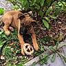Vayane a rejoint le concours — aidez-le/la à gagner de superbes lots ! brown_dog, canine, dog, grass, greenery, ground, leaf_litter, leaves, nature, outdoor, paw, pet, plant, playful, pretzel_shaped_toy, puppy, resting, sidewalk, toy, young_dog
