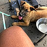 animal, black_nose, brown_fur, collar, concrete_floor, dog, ear, floor_spots, happy, human_knee, looking_up, outdoor, paw, pet, playful, puppy, resting, tongue_out, water_bowl, young_dog
