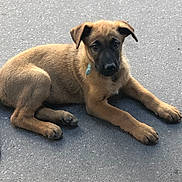 Vayane a rejoint le concours — aidez-le/la à gagner de superbes lots ! adorable, animal, black_snout, brown, canine, cute, dog, ears, fur, gray_surface, looking, lying_down, mammal, outdoor, paws, pet, portrait, puppy, resting, young