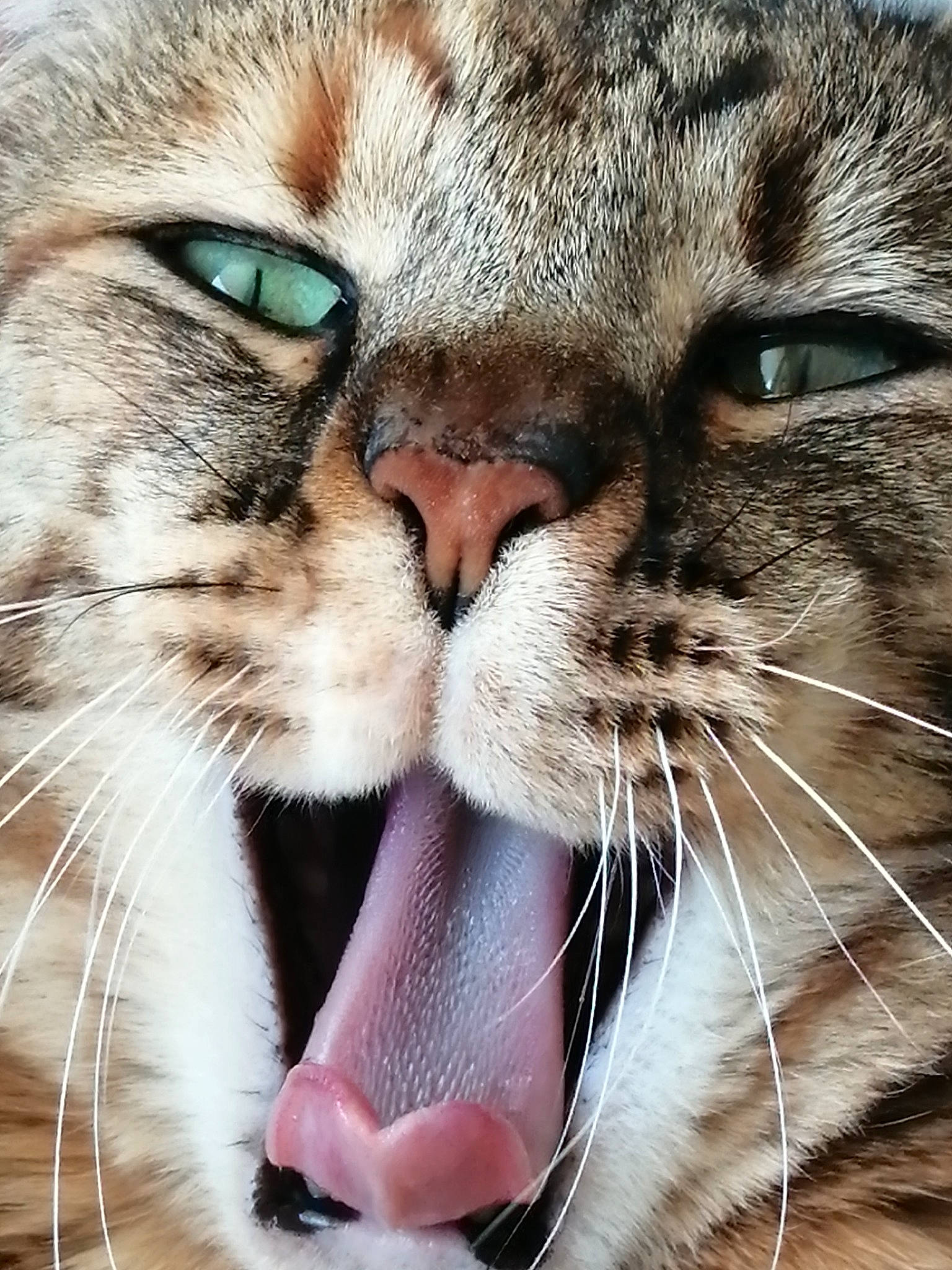 Tchouma participe au concours pour gagner de l'argent avec cette photo : carnivore, cat, close_up, domestic_short_haired_cat, eye, fang, fawn, felidae, fur, gesture, head, jaw, nose, paw, small_to_medium_sized_cats, snout, terrestrial_animal, whiskers, wildlife, yawn