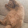 cat, ginger_cat, fluffy, long_hair, feline, pet, indoors, carpet, lying_down, belly_up, relaxed, playful, sleepy, whiskers, green_eyes, paws, tail, orange_fur, cute, portrait