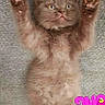cat, kitten, feline, fluffy, lying_down, back, raised_paws, front_paws, hind_paws, pink_nose, green_eyes, fur, indoor, carpet, floor, cute, playful, relaxed, sticker, low_resolution