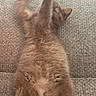 Bahia participe au concours pour gagner de l'argent avec cette photo : cat, ginger_cat, fluffy, long_hair, feline, pet, animal, lying_down, upside_down, belly_up, raised_paws, relaxed, sleepy, playful, couch, sofa, fabric, indoors, portrait, funny_pose