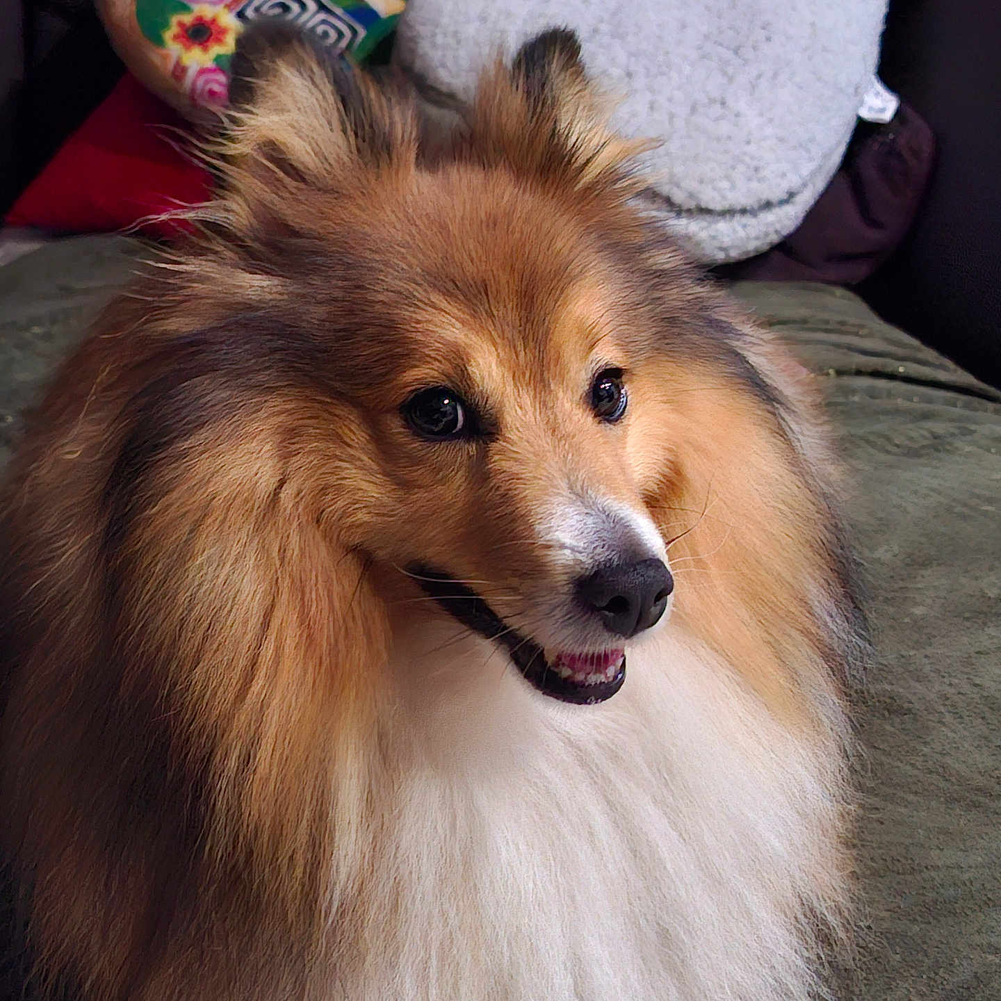 Paco a rejoint le concours — aidez-le/la à gagner de superbes lots ! dog, shetland_sheepdog, fluffy, pet, animal, canine, indoor, couch, pillow, fur, smiling, portrait, closeup, cute, domestic_animal, mammal, friendly, companion, relaxed, home