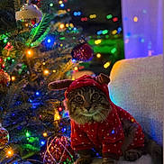 Tommy joined the competition — help win amazing prizes! animal, cat, celebration, chair, christmas_lights, christmas_tree, colorful, cozy, cute, decorations, festive, fur, holiday, indoor, ornaments, pet, polka_dots, portrait, red_hoodie, winter