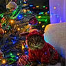 animal, cat, celebration, chair, christmas_lights, christmas_tree, colorful, cozy, cute, decorations, festive, fur, holiday, indoor, ornaments, pet, polka_dots, portrait, red_hoodie, winter
