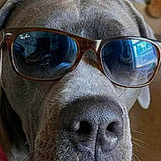 Meeka is registered to the contest to win money with this photo: dog, gray_dog, sunglasses, ray_ban, pet, indoor, close_up, face, nose, collar, pink_collar, canine, domestic_animal, portrait, animal, cool, fashion, accessory, whiskers, household