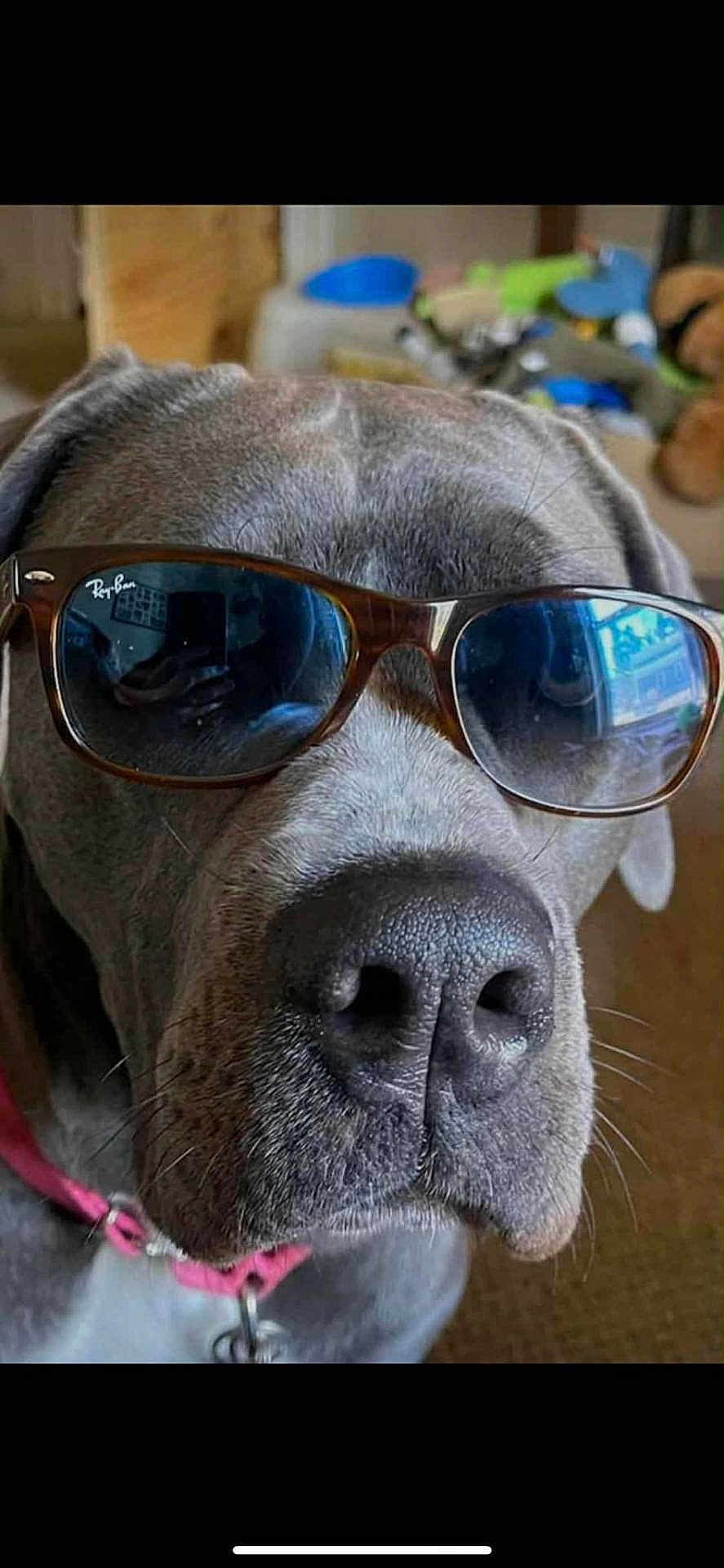 Meeka is registered to the contest to win money with this photo: dog, gray_dog, sunglasses, ray_ban, pet, indoor, close_up, face, nose, collar, pink_collar, canine, domestic_animal, portrait, animal, cool, fashion, accessory, whiskers, household
