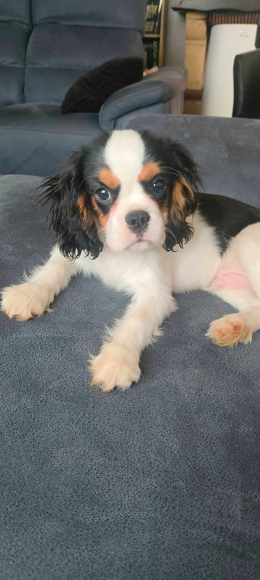 Aïko participe au concours pour gagner de l'argent avec cette photo : puppy, dog, couch, indoor, pet, tricolor, cute, fur, animal, young, laying, closeup, adorable, domestic_animal, canine, living_room, relaxing, face, ears, paw