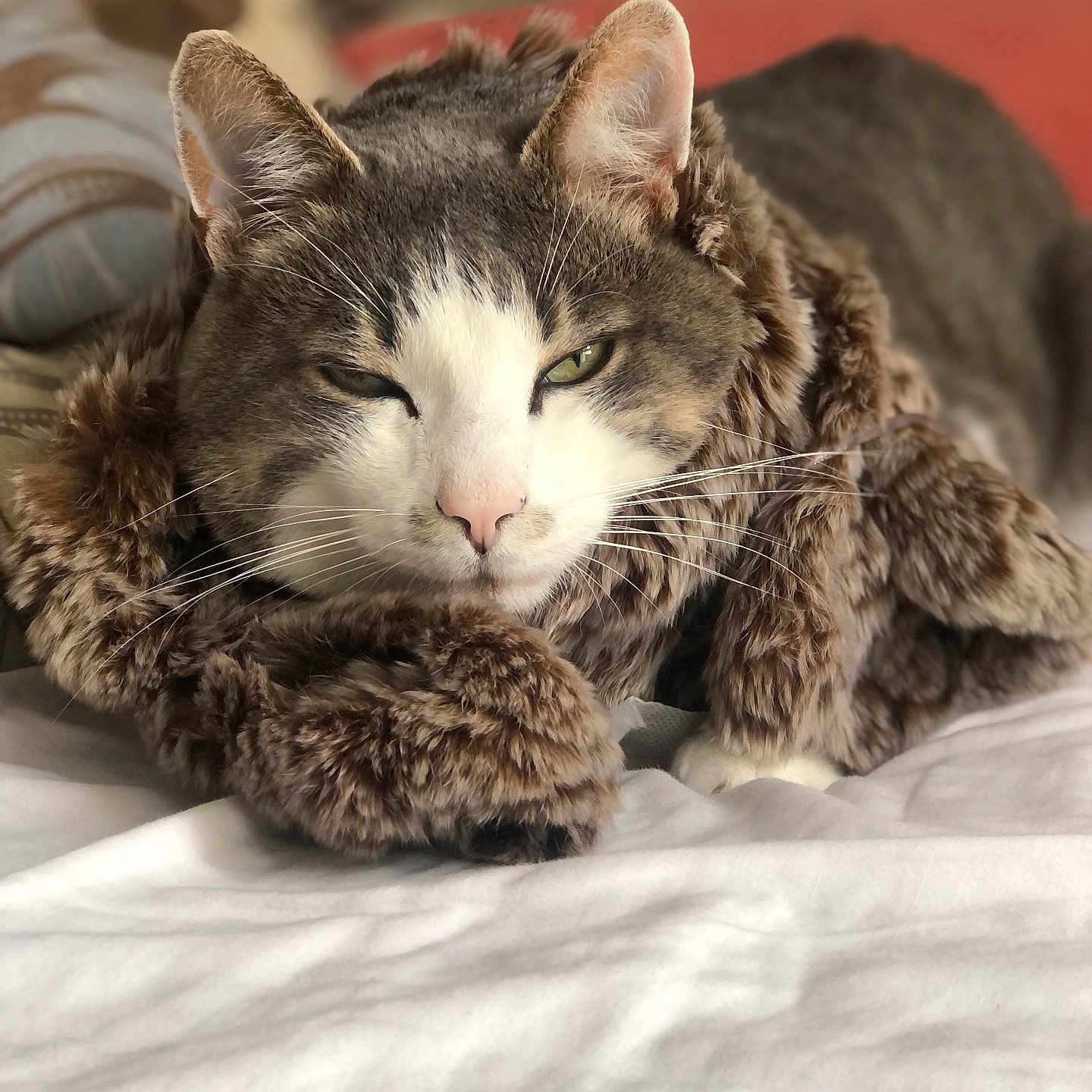 Minou participe au concours pour gagner de l'argent avec cette photo : animal, bed, blanket, cat, closeup, comfort, cozy, cute, domestic, feline, fur, indoor, mammal, pet, portrait, relaxed, resting, sleepy, soft, whiskers