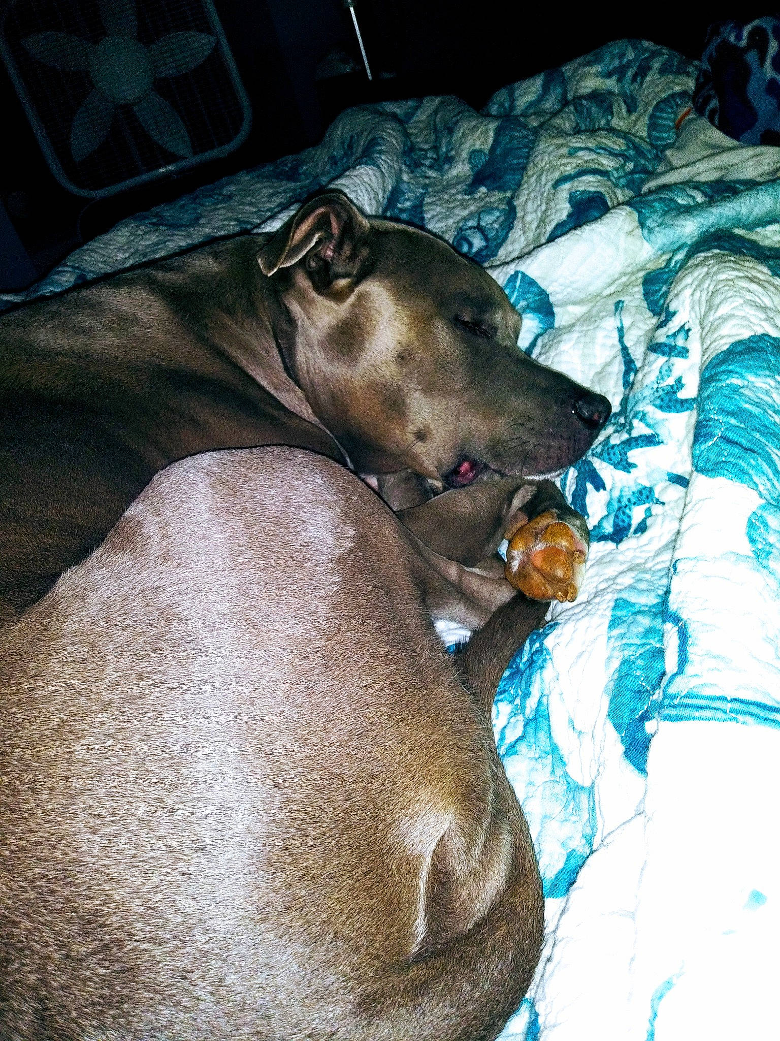 Maddie is registered to the contest to win money with this photo: american_pit_bull_terrier, canidae, carnivore, dog, dog_breed, fawn, italian_greyhound, mammal, non_sporting_group, snout, sporting_group, whiskers