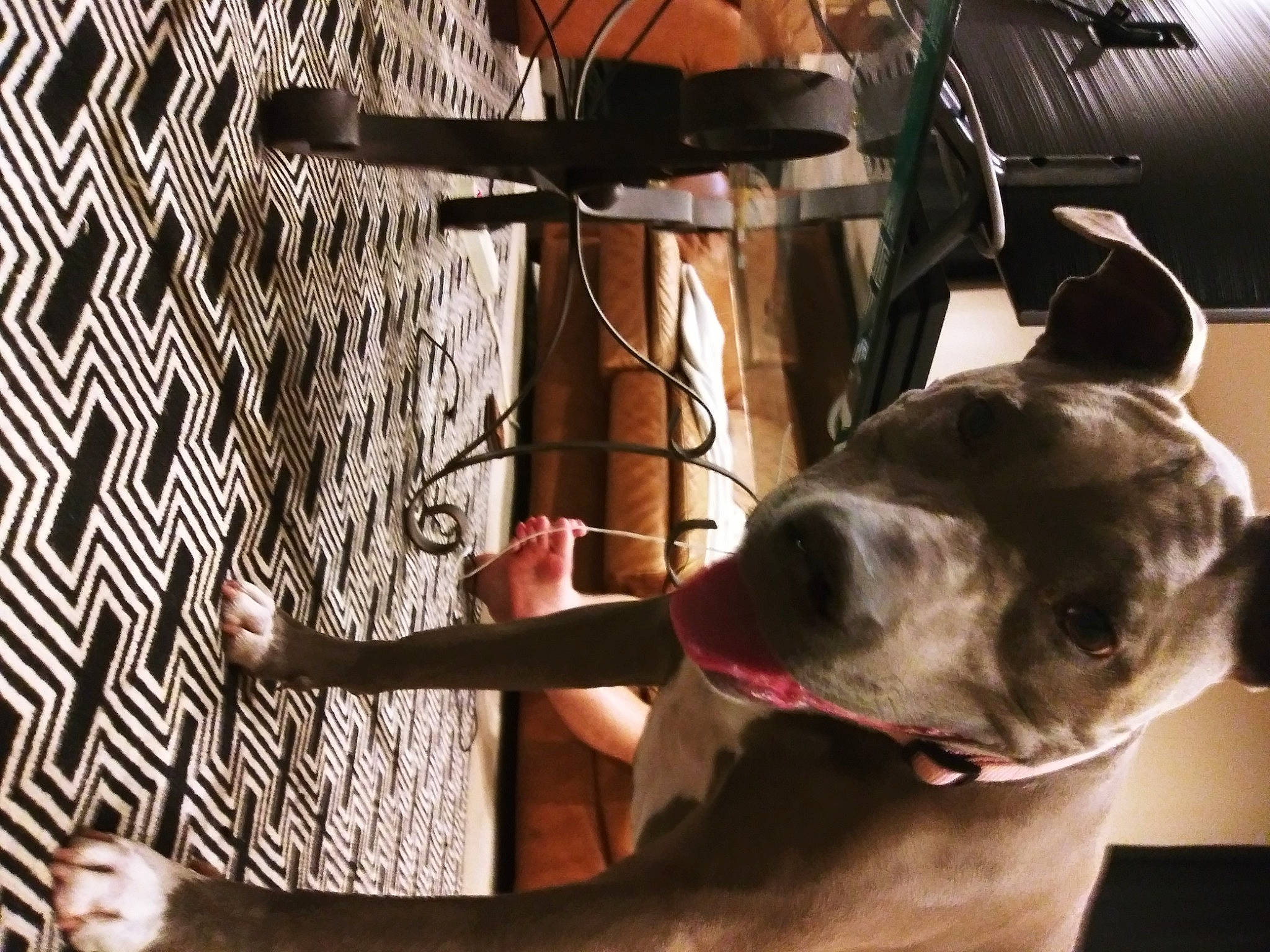 Maddie is registered to the contest to win money with this photo: american_pit_bull_terrier, american_staffordshire_terrier, bully_kutta, canidae, carnivore, dog, dog_breed, ear, fawn, great_dane, guard_dog, jaw, non_sporting_group, nose, pit_bull, snout