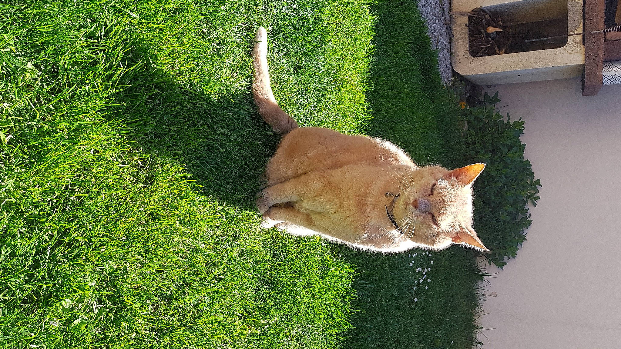 Eragon a rejoint le concours — aidez-le/la à gagner de superbes lots ! carnivore, cat, domestic_short_haired_cat, fawn, felidae, fur, grass, groundcover, home_appliance, paw, plant, shrub, small_to_medium_sized_cats, snout, tail, terrestrial_animal, tree, whiskers, wildlife, wood