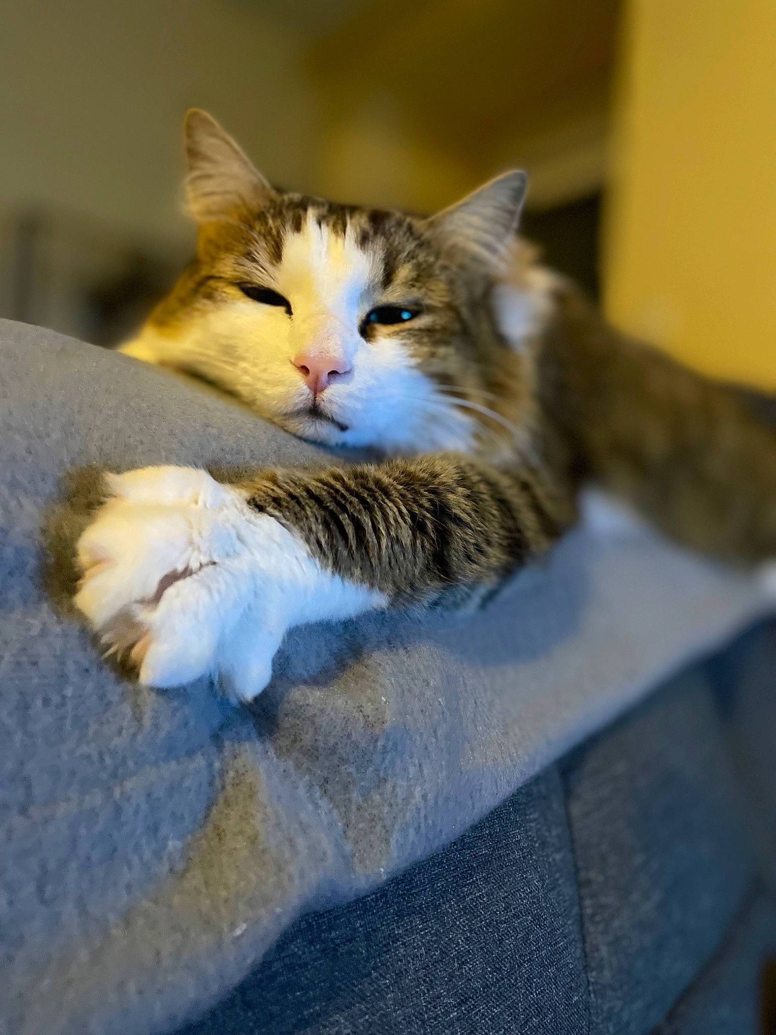 Sherkhan a rejoint le concours — aidez-le/la à gagner de superbes lots ! box, cardboard, carnivore, cat, claw, comfort, domestic_short_haired_cat, felidae, flooring, fur, paw, sitting, small_to_medium_sized_cats, snout, tail, whiskers, wood