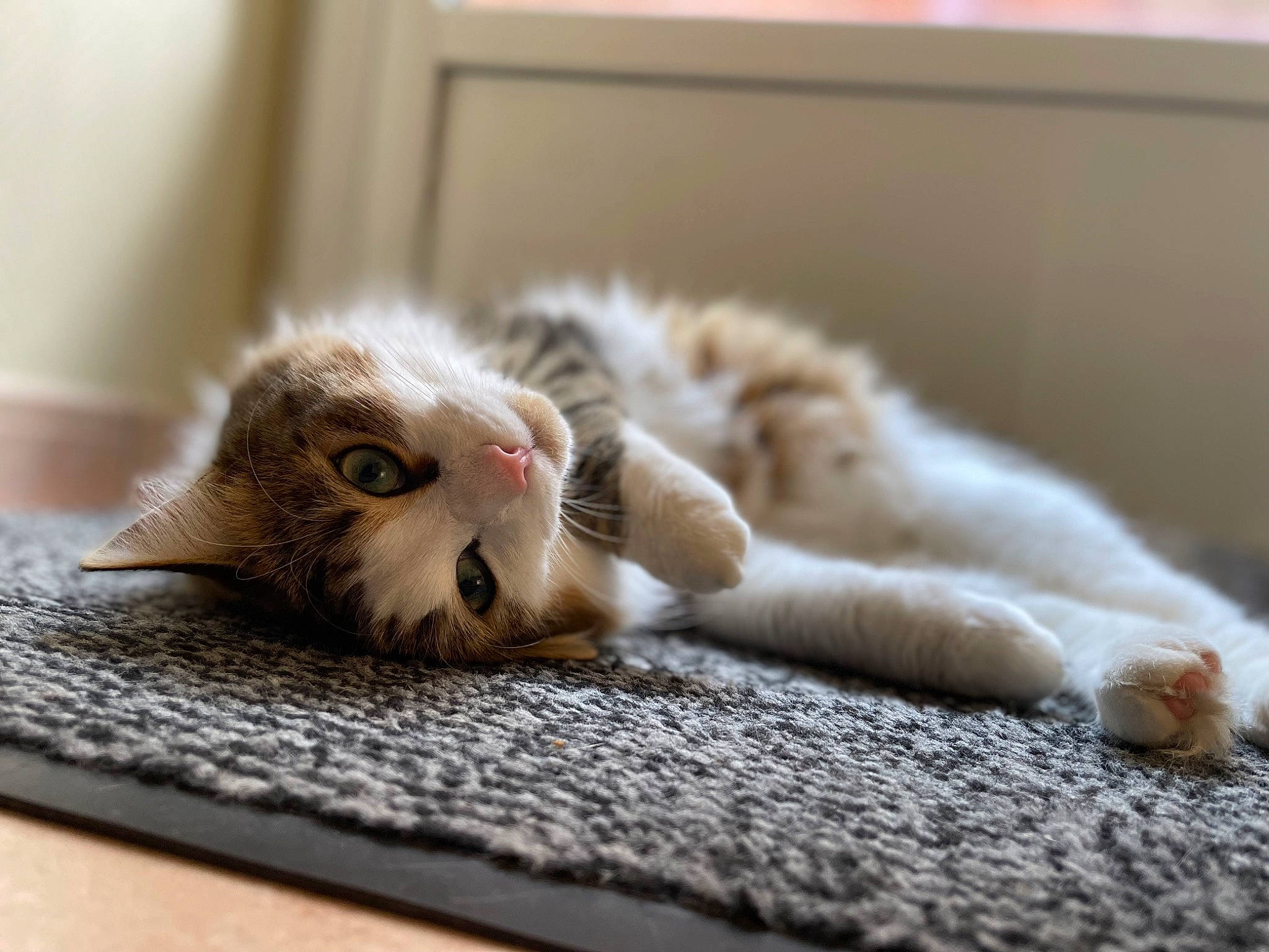 Sherkhan a rejoint le concours — aidez-le/la à gagner de superbes lots ! carnivore, cat, claw, comfort, domestic_short_haired_cat, fawn, felidae, flooring, fur, grey, hardwood, linens, nap, paw, sleep, small_to_medium_sized_cats, snout, tail, whiskers, wood