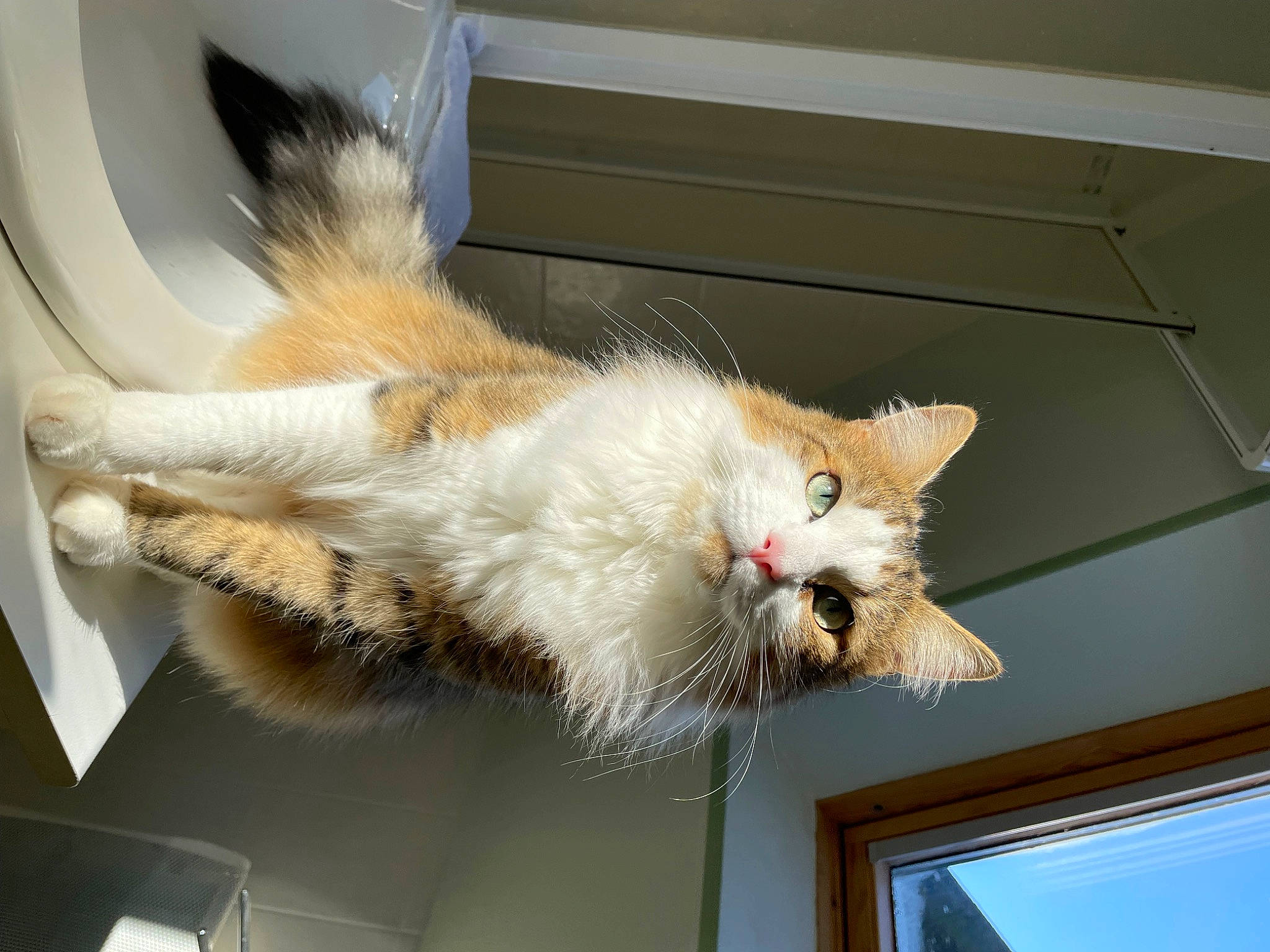 Sherkhan a rejoint le concours — aidez-le/la à gagner de superbes lots ! carnivore, cat, claw, domestic_short_haired_cat, fawn, felidae, fur, paw, small_to_medium_sized_cats, snout, tail, vertebrate, whiskers, window