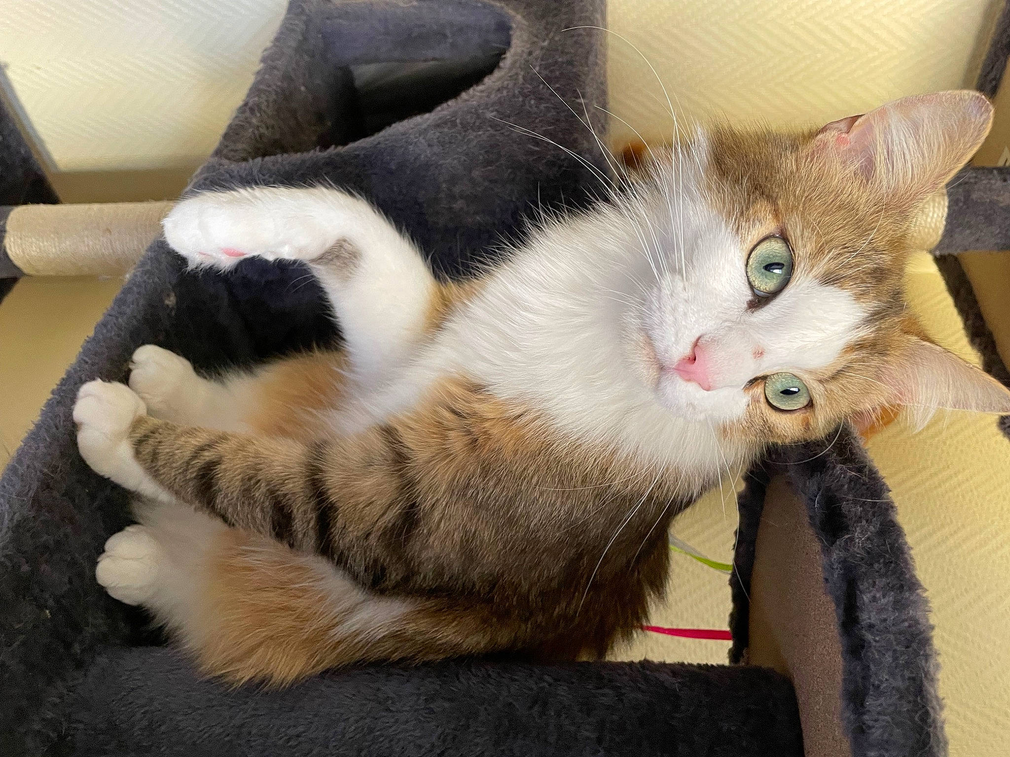 Sherkhan a rejoint le concours — aidez-le/la à gagner de superbes lots ! carnivore, cat, cat_furniture, cat_supply, claw, collar, comfort, domestic_short_haired_cat, fawn, felidae, fur, nap, paw, small_to_medium_sized_cats, snout, tail, whiskers