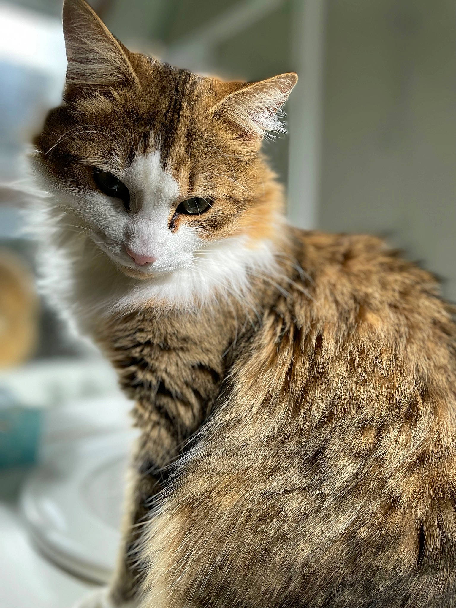 Sherkhan a rejoint le concours — aidez-le/la à gagner de superbes lots ! carnivore, cat, claw, domestic_short_haired_cat, felidae, fur, paw, small_to_medium_sized_cats, snout, tail, terrestrial_animal, whiskers, wildlife