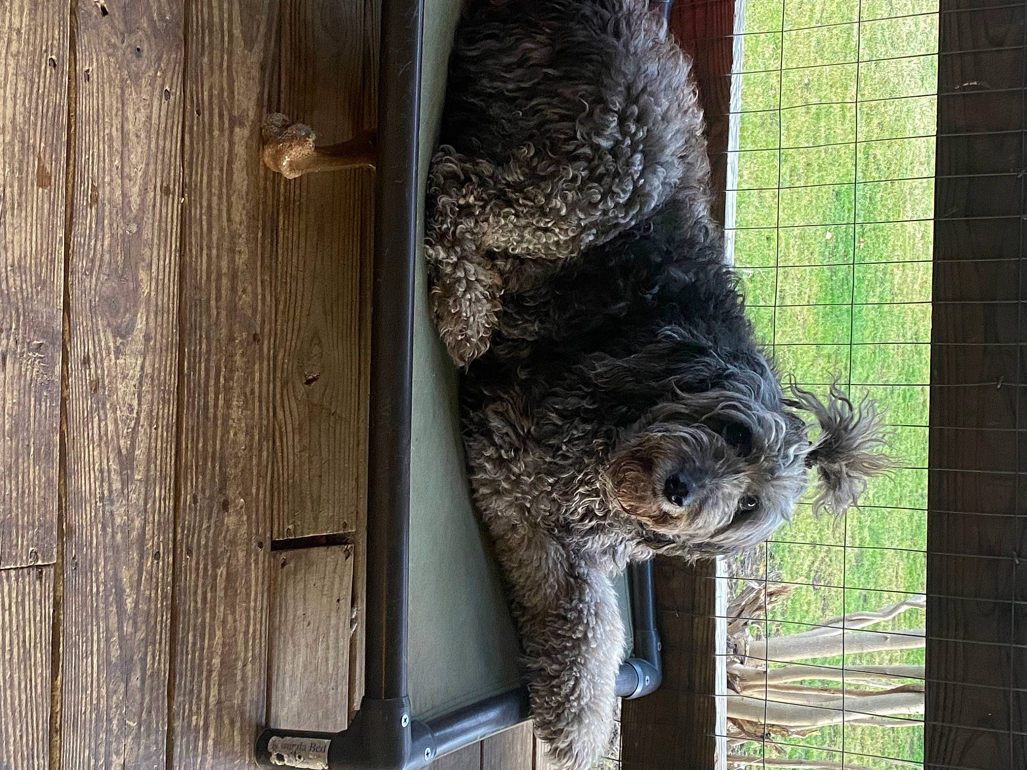 Doodle joined the competition — help win amazing prizes! beak, bird, bird_of_prey, canidae, carnivore, dog_breed, door, feather, felidae, fur, owl, ratite, snout, sporting_group, tail, terrestrial_animal, trunk, window, wire_fencing, wood