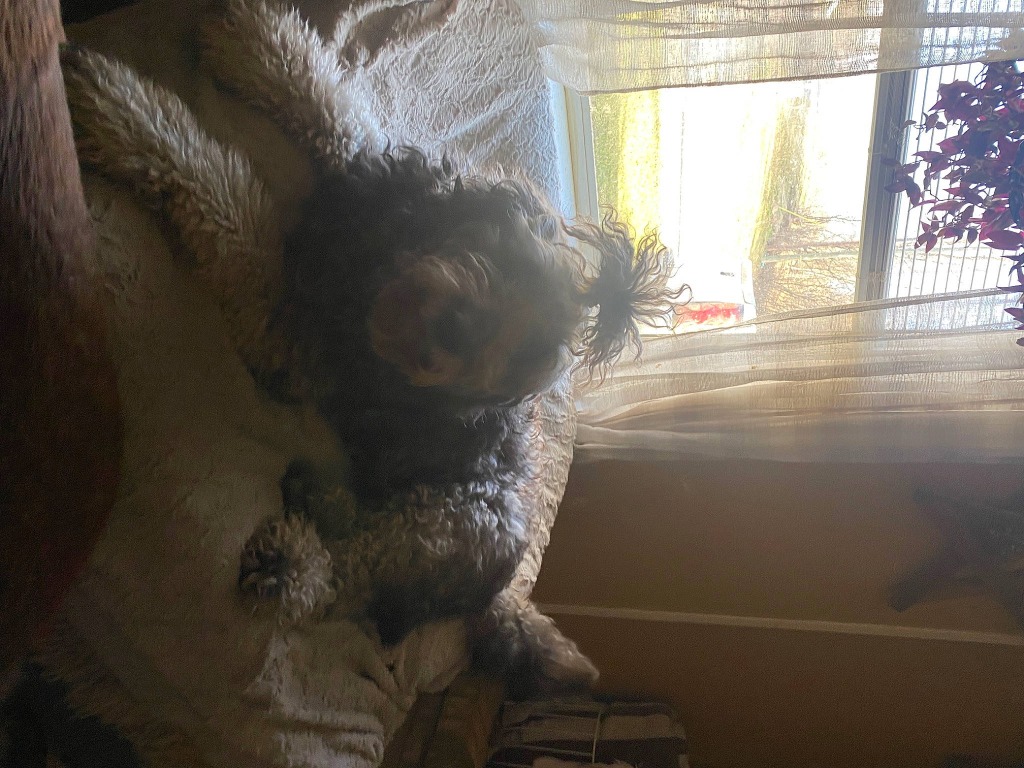 Doodle is registered to the contest to win money with this photo: carnivore, chair, comfort, companion_dog, couch, curtain, dog, dog_breed, fawn, fur, room, tail, textile, tints_and_shades, toy, toy_dog, window, window_treatment, windshield, wood