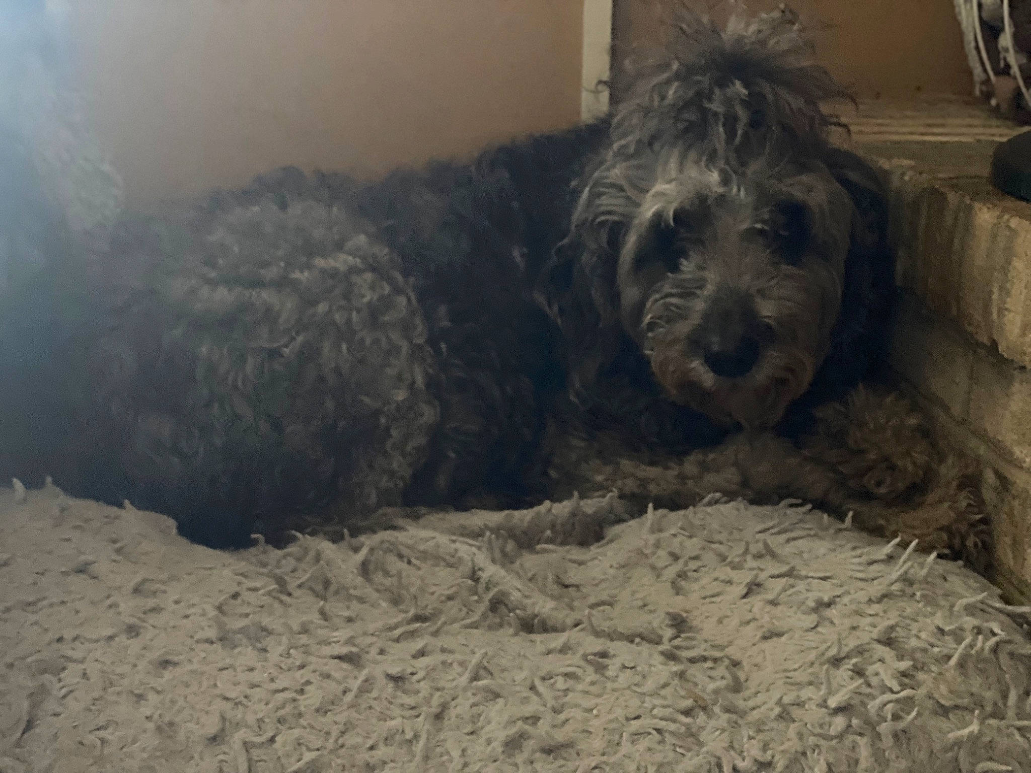 Doodle is registered to the contest to win money with this photo: bathing, canidae, carnivore, companion_dog, dog, dog_breed, fur, grey, liver, monochrome_photography, small_terrier, snout, soil, sporting_group, terrestrial_animal, terrier, toy_dog, whiskers