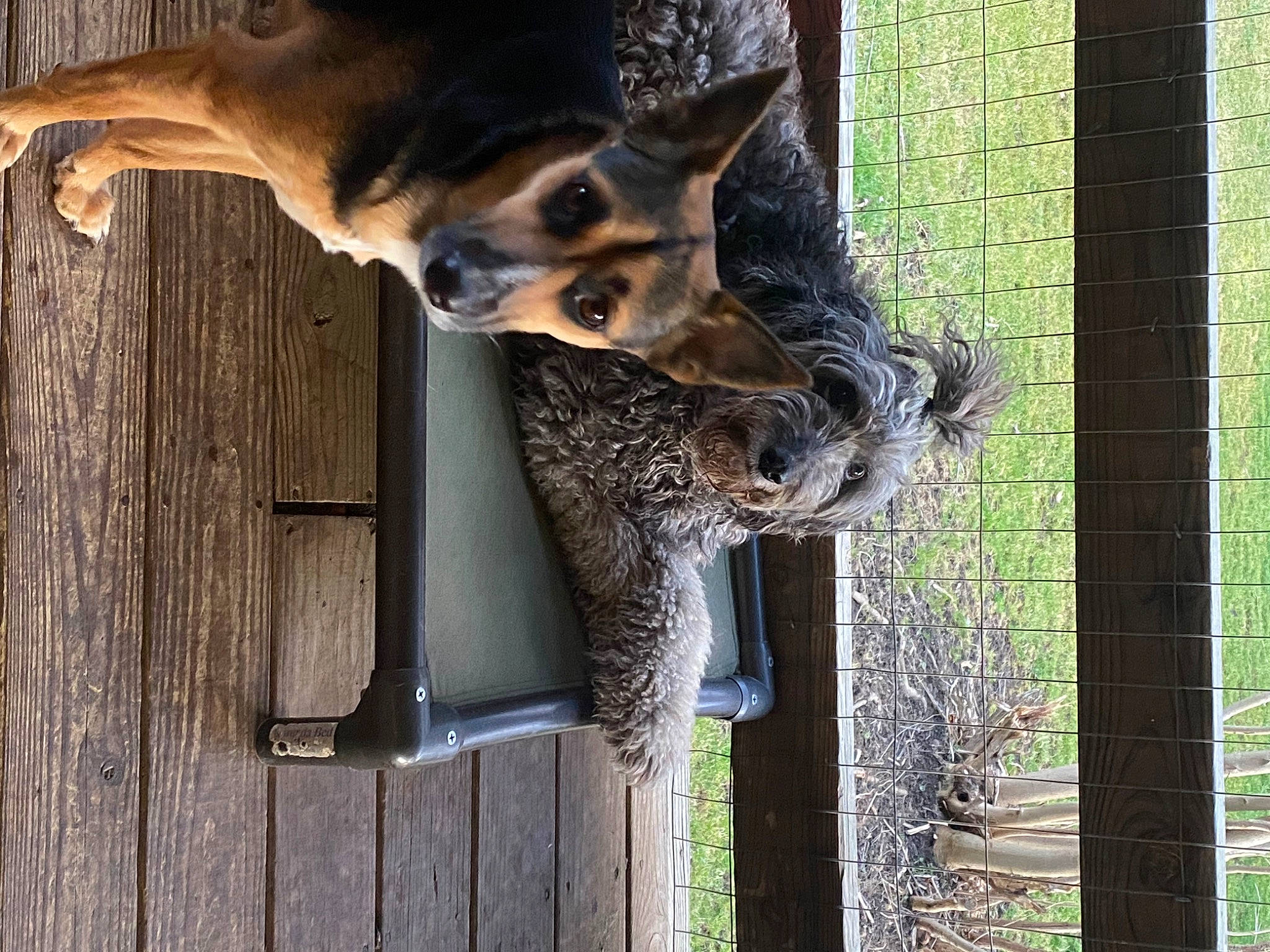 Doodle is registered to the contest to win money with this photo: carnivore, dog, dog_breed, fawn, felidae, fur, herding_dog, mesh, military_camouflage, small_to_medium_sized_cats, snout, sporting_group, tail, terrestrial_animal, trunk, whiskers, wildlife, window, wire_fencing, wood