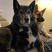 Ari is registered to the contest to win money with this photo: dog, indoor, pet, canine, sofa, lamp, relaxing, black_and_white_dog, tan_dog, fur, animal, companion, domestic, resting, living_room, cozy, portrait, two_dogs, furniture, home