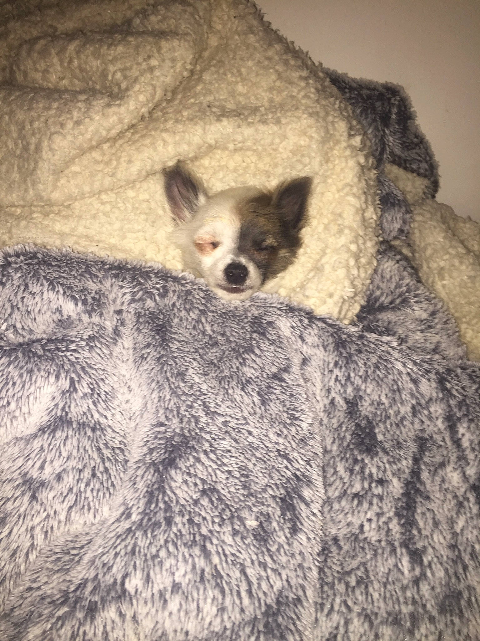 Reina participe au concours pour gagner de l'argent avec cette photo : canidae, carnivore, comfort, dog, dog_breed, fawn, fur, grey, pattern, snout, tail, terrestrial_animal, whiskers, wildlife, wood