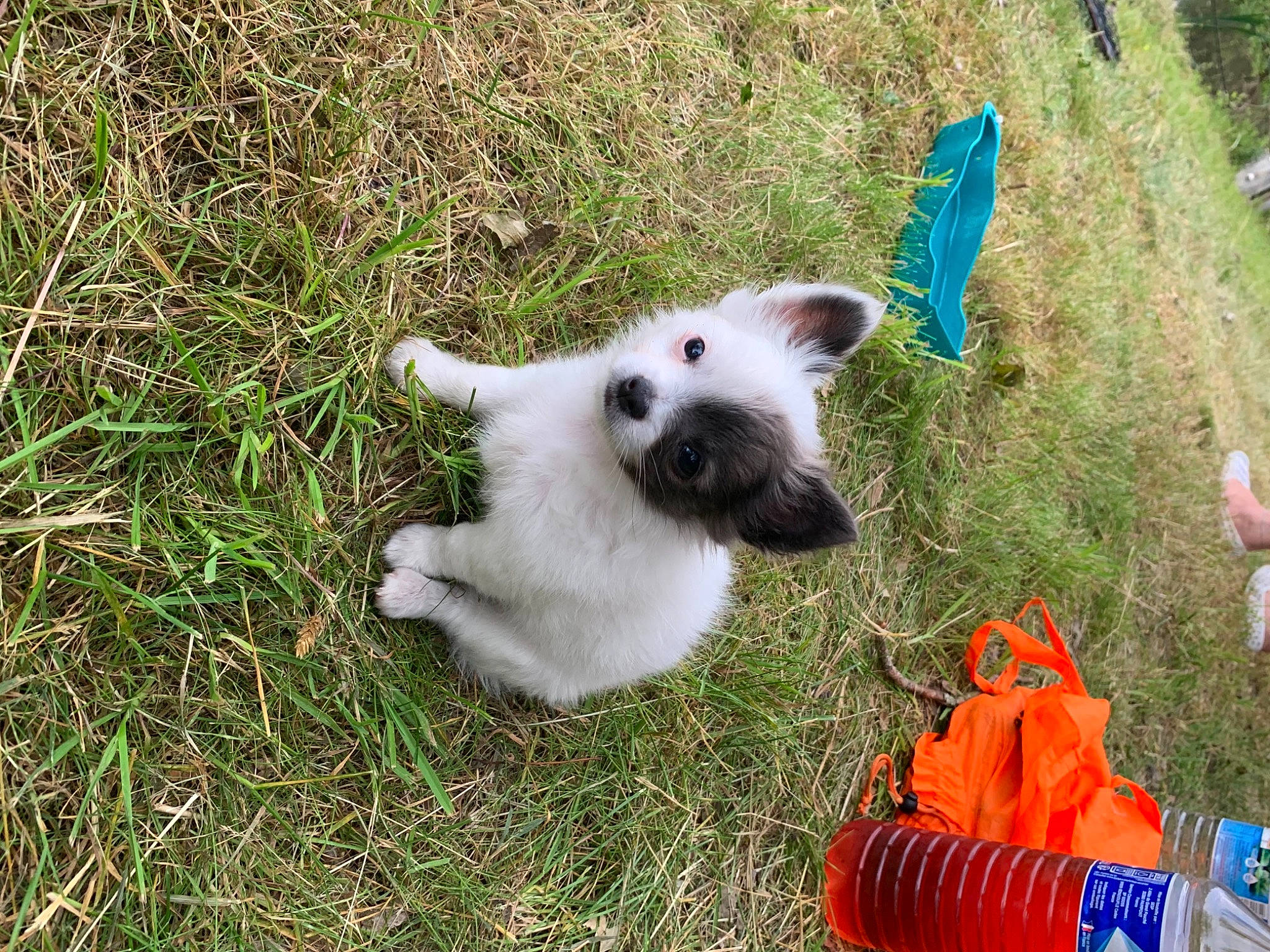 Reina participe au concours pour gagner de l'argent avec cette photo : carnivore, companion_dog, dog, dog_breed, glove, grass, grassland, groundcover, non_sporting_group, pasture, plant, small_terrier, tail, terrestrial_animal, vertebrate, working_animal