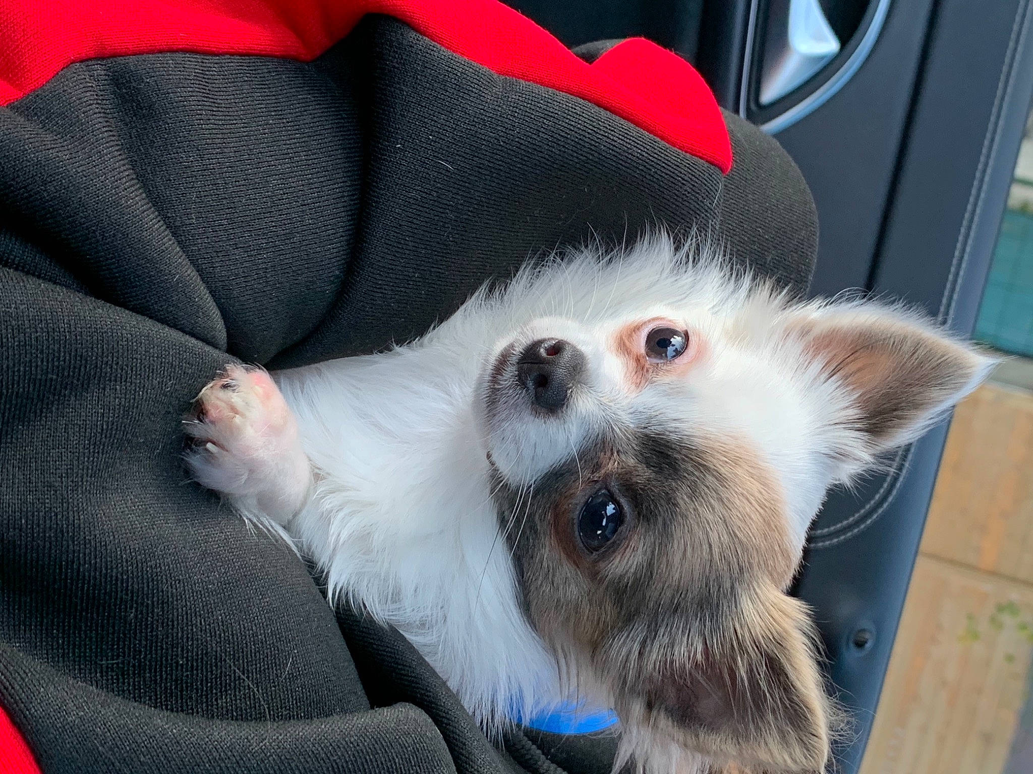 Reina participe au concours pour gagner de l'argent avec cette photo : canidae, carmine, carnivore, claw, collar, comfort, companion_dog, couch, dog_breed, domestic_short_haired_cat, fawn, felidae, fur, paw, small_to_medium_sized_cats, snout, sporting_group, terrestrial_animal, thai, whiskers