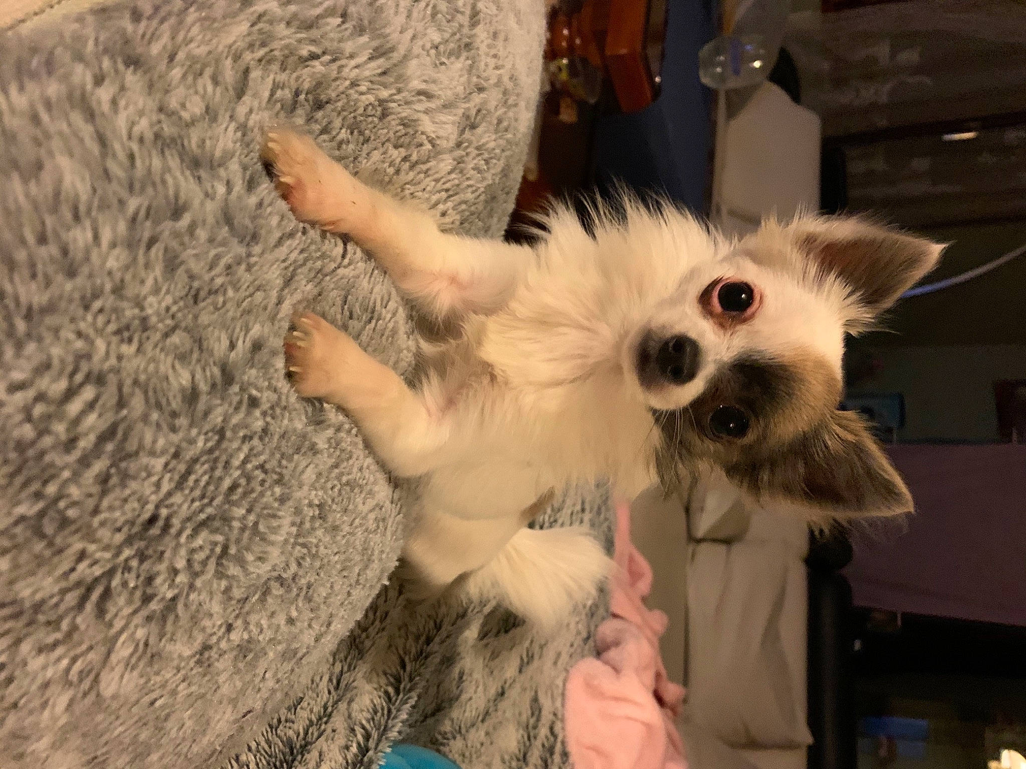 Reina a rejoint le concours — aidez-le/la à gagner de superbes lots ! canidae, carnivore, companion_dog, corgi_chihuahua, costume, dog_breed, event, eye, eyewear, fashion_accessory, fawn, felidae, fur, happy, small_to_medium_sized_cats, snout, sunglasses, toy_dog, whiskers, wood