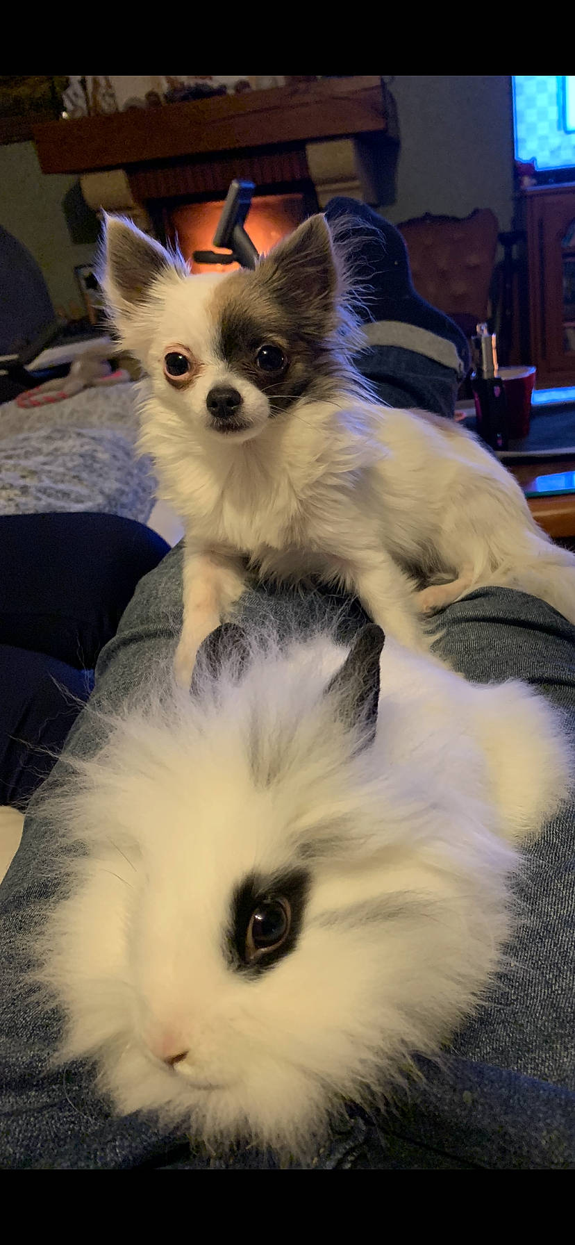 Reina a rejoint le concours — aidez-le/la à gagner de superbes lots ! canidae, carnivore, chihuahua, companion_dog, dog, dog_breed, dog_supply, event, fawn, felidae, fur, papillon, paw, small_terrier, snout, sporting_group, tail, toy_dog, whiskers, white