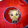 dog, face, red_fabric, circle_hole, hand, indoor, pet, curious, animal, playful, closeup, light_reflection, fur, canine, toy, floor, portrait, looking, domestic, household