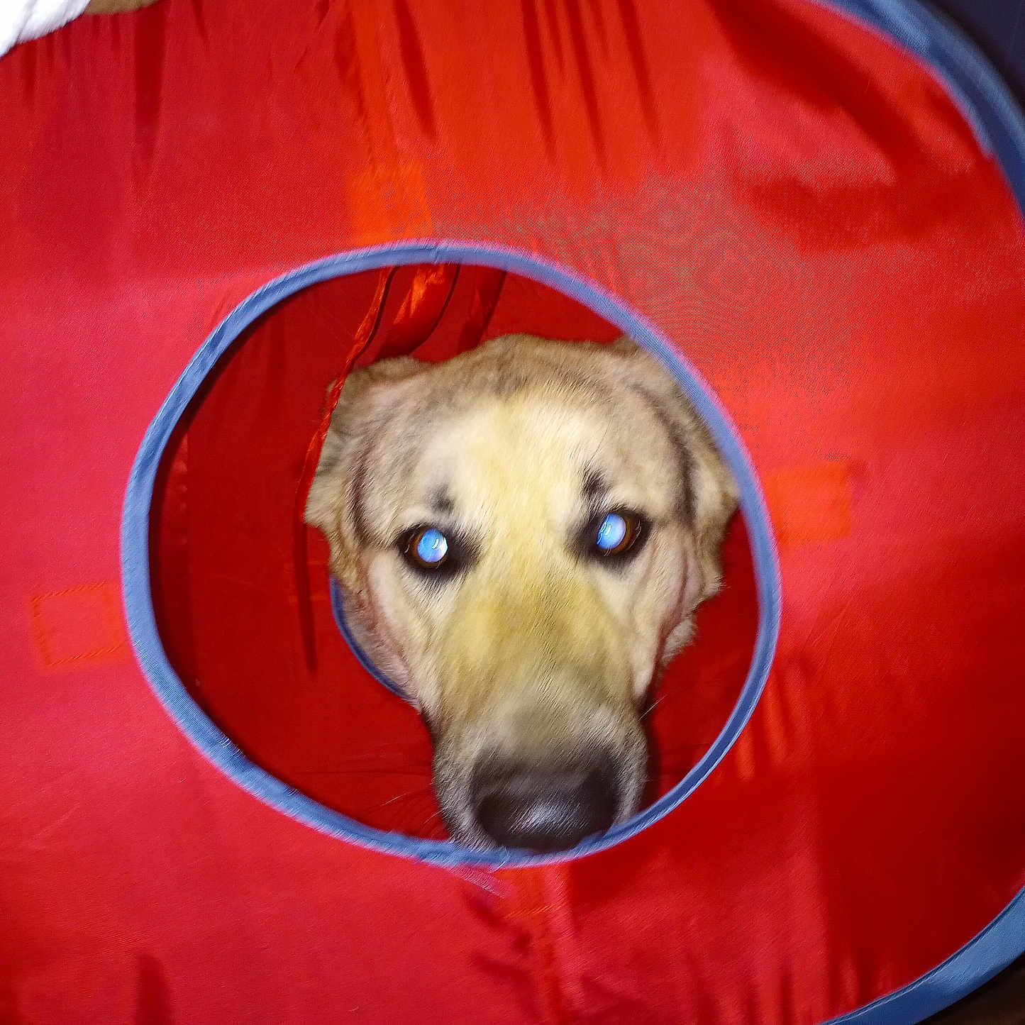 Harley is registered to the contest to win money with this photo: animal, canine, circle_hole, closeup, curious, dog, domestic, face, floor, fur, hand, household, indoor, light_reflection, looking, pet, playful, portrait, red_fabric, toy